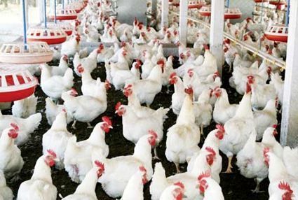 Broiler chickens