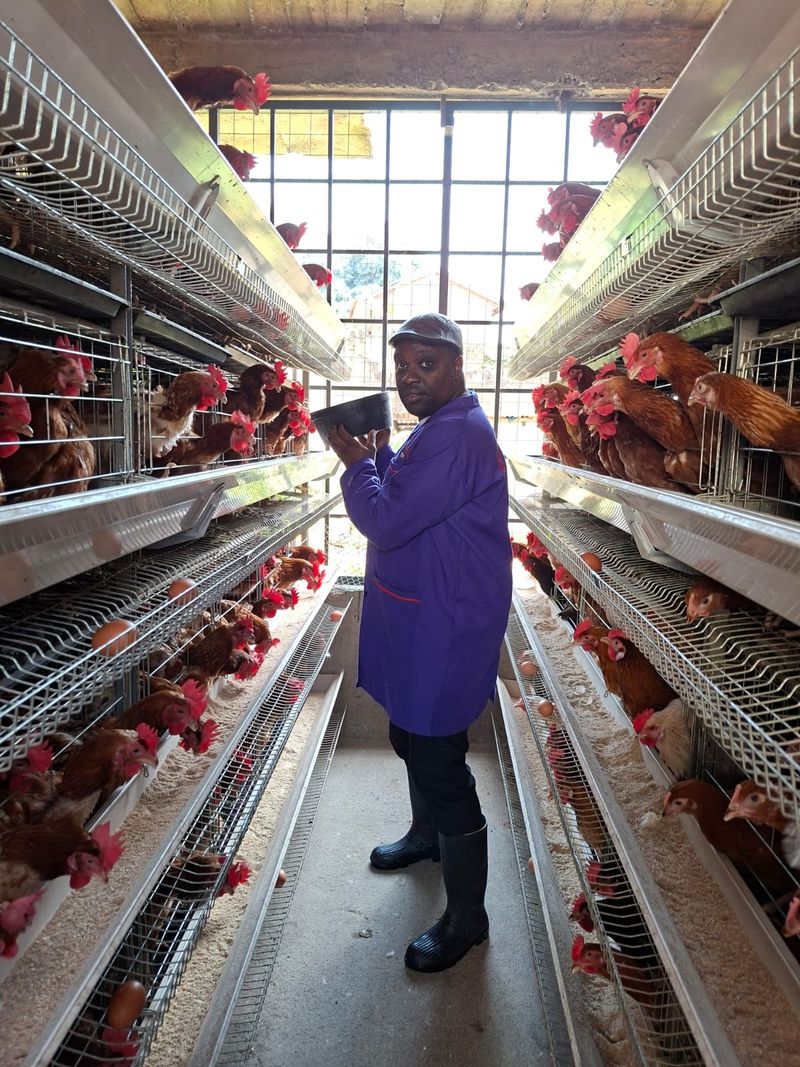 Inside one of our poultry houses