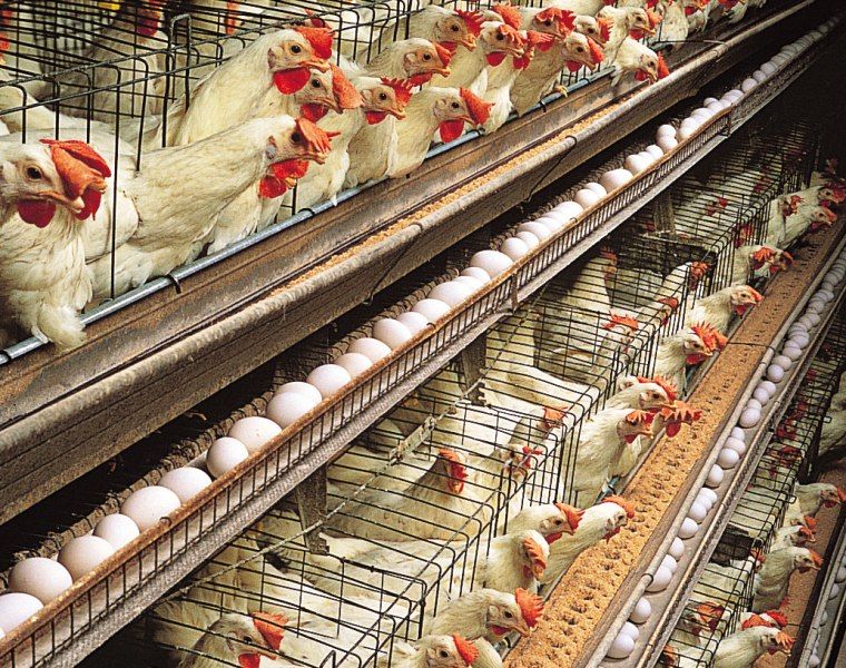 Layer hens and eggs in the laying house